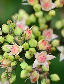 Sedum / Pixabay