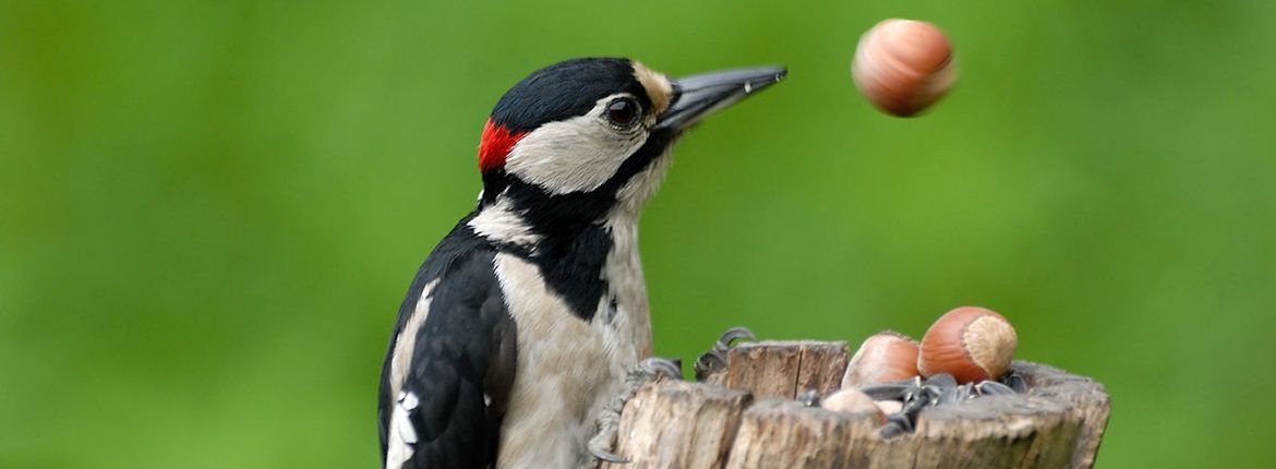 Grote bonte specht / Shutterstock