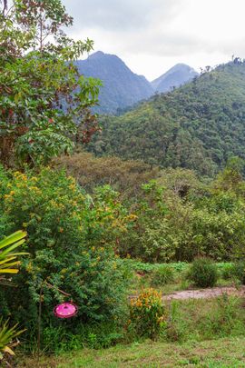 Garden Tony Nunnery Tandayapa valley / Marc Guyt, AGAMI