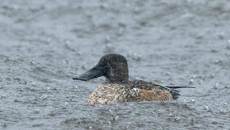 Slobeend / Adri de Groot Vogeldagboek.nl