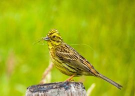 Geelgors even het nest repareren.