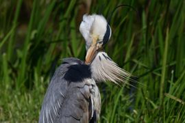 blauwe reiger