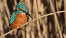 ijsvogel in het zonnetje