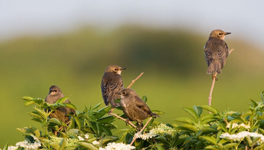 Jonge spreeuwen op vlier / Marc Guyt - Agami