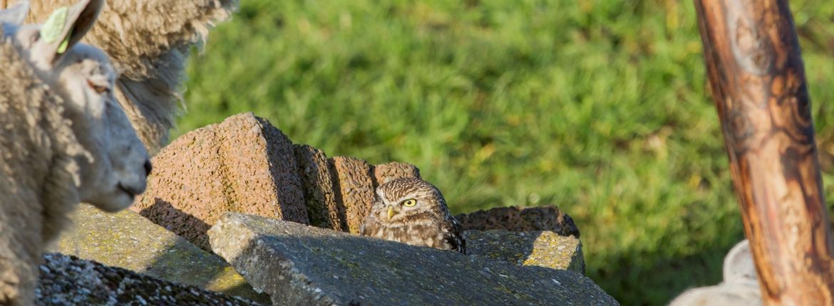 Steenuil / Adri de Groot Vogeldagboek.nl