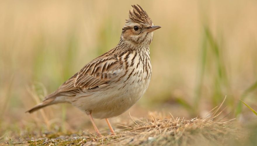 Boomleeuwerik / Shutterstock