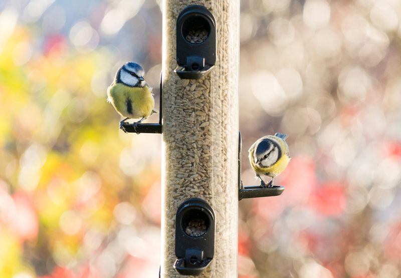 Pimpelmees / Shutterstock