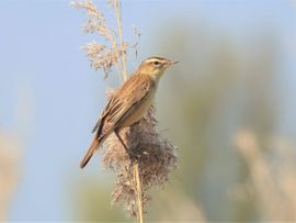 Gezang uit het riet