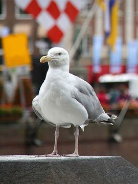 Zilvermeeuw / Shutterstock