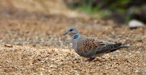 Zomertortel / Birdphoto