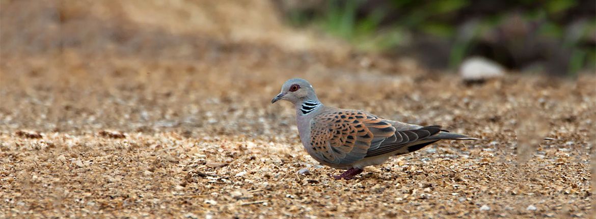 Zomertortel / Birdphoto