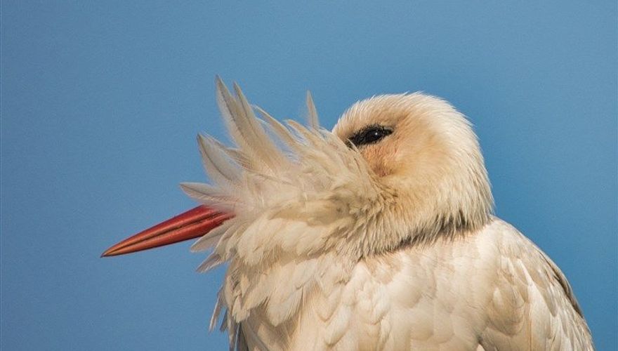 Ooievaar / Corrie van den Brink Vogelfotogalerij