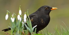 Merel / Hans Peeters