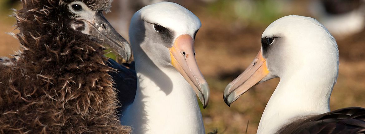 Laysan albatros / Otto Plantema