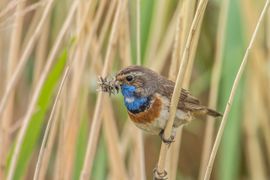 Even tellen of ik zo genoeg heb.