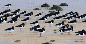 Scholeksters op Terschelling / Hans Peeters