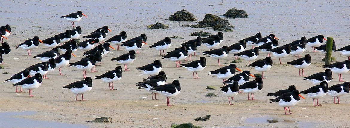 Scholeksters op Terschelling / Hans Peeters