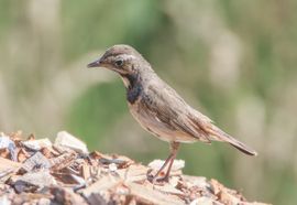 op jacht naar insecten