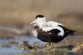 Eider in ruste