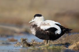 Eider in ruste