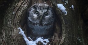 Videostill Whispers in the Woods / Vincent Munier