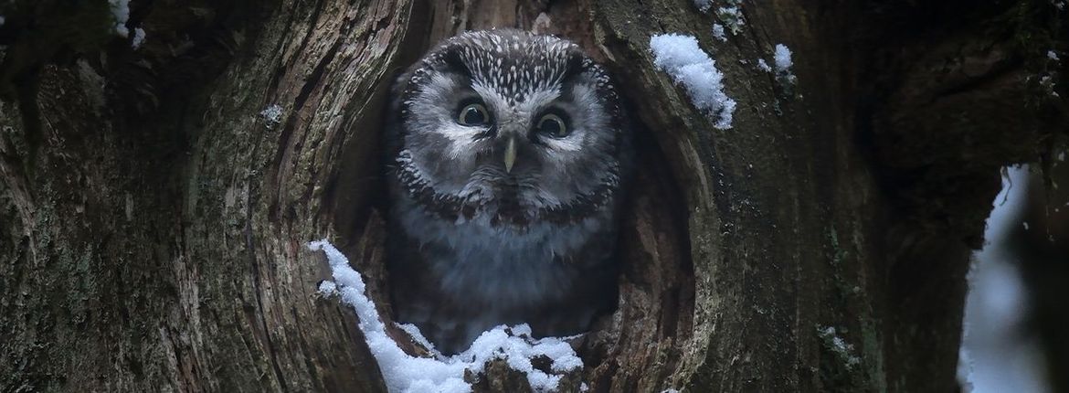 Videostill Whispers in the Woods / Vincent Munier