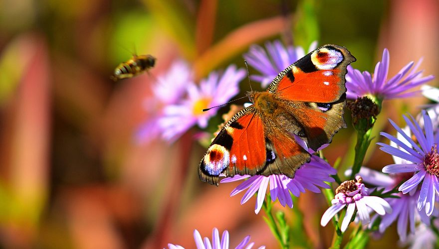Vlinder op bloemen / Pixabay
