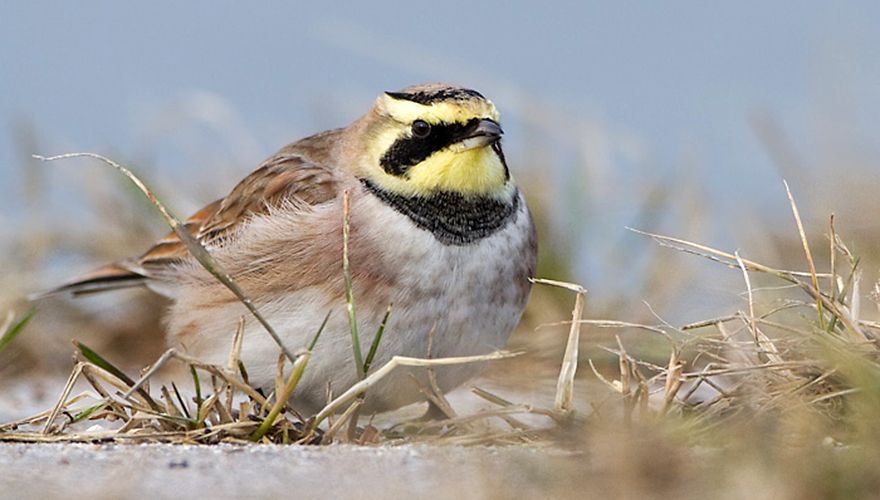 Strandleeuwerik / Birdphoto