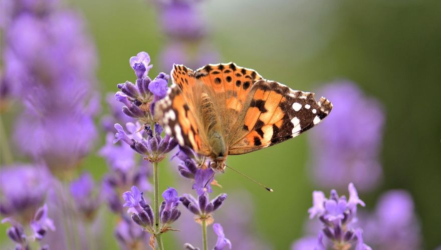 Distelvlinder in lavendel / Pixabay