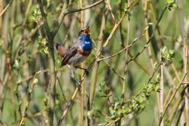 Uit volle (Blauw)borst