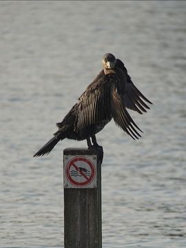 Aalscholver op paal