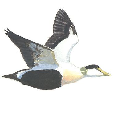 Eider / Elwin van der Kolk