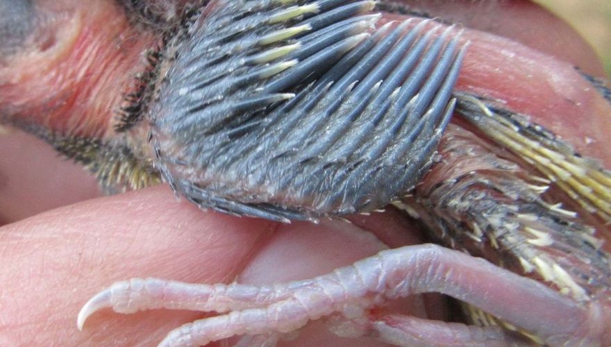 Mezenkuiken met gebroken pootjes / Arnold van den Burg