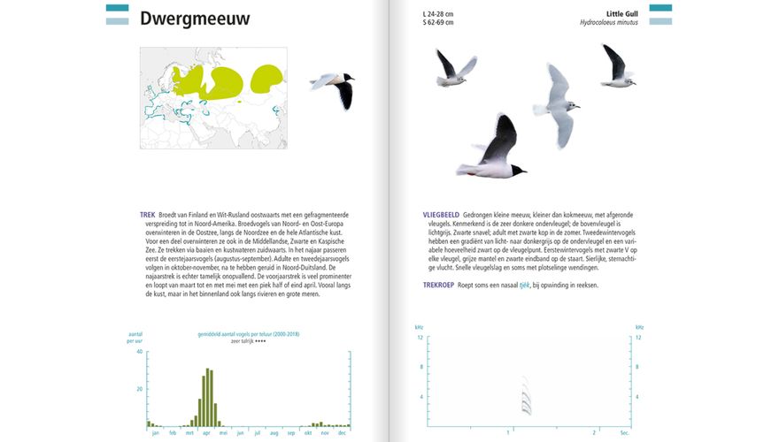 Spread dwergmeeuw Veldgids Vogeltrek