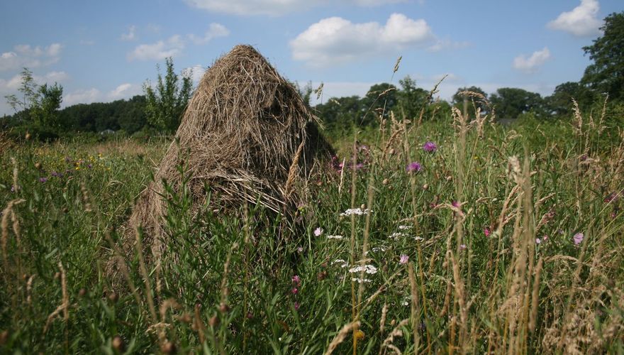 Muizenruiter / Jasper de Ruiter