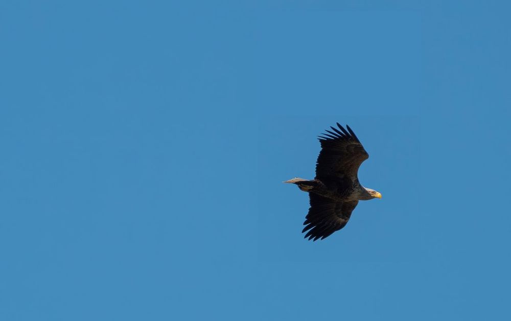 Andere soorten zeearend | Vogelbescherming