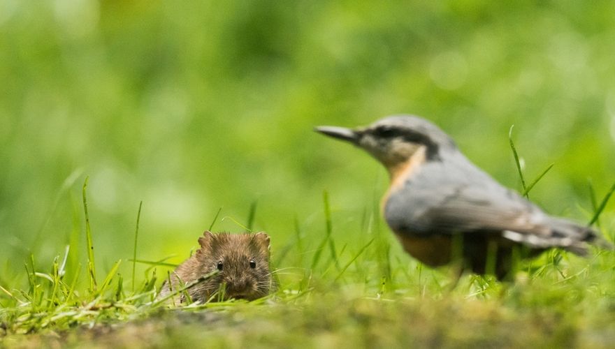 Rosse woelmuis boomklever / Hans Peeters