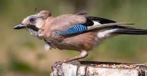 Gaai rui / Shutterstock