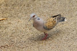 takjes verzamelen voor nest