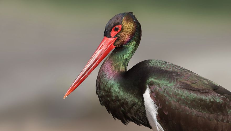 Zwarte ooievaar / Ruwan Aluvihare