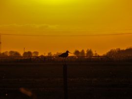Grutto zonsondergang
