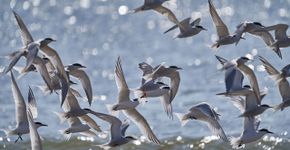 Visdief en grote stern / Pim de Voogt, Fotogalerij