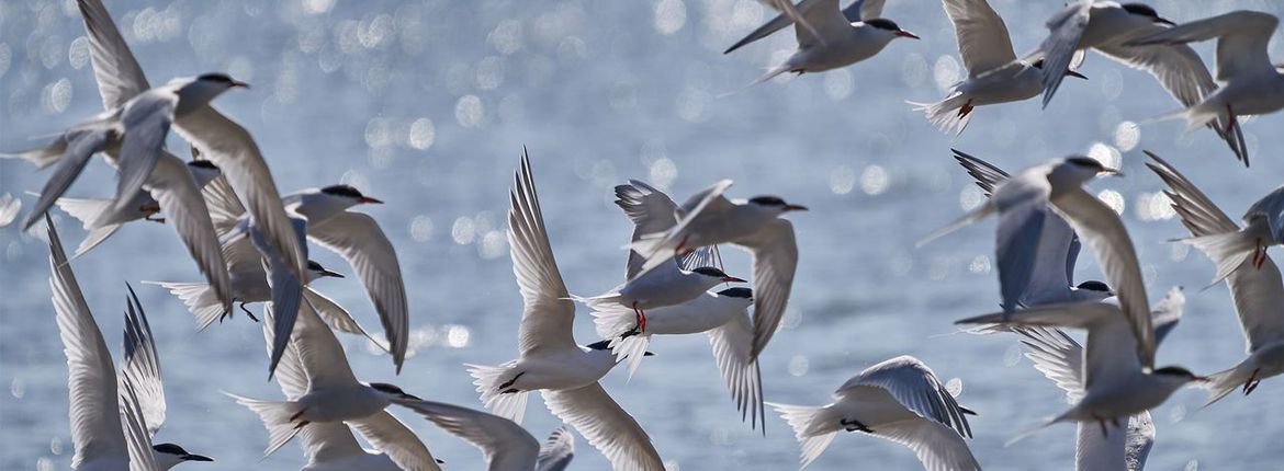 Visdief en grote stern / Pim de Voogt, Fotogalerij
