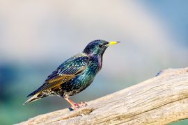 Een spreeuw saai van kleur?