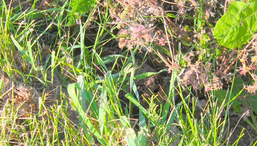 Een broedende patrijzenhen op 16 juni, die het maaien van de wegberm weliswaar overleefd heeft, maar het nest sneuvelde spoedig daarna omdat het helemaal open en bloot lag / Willem Maris