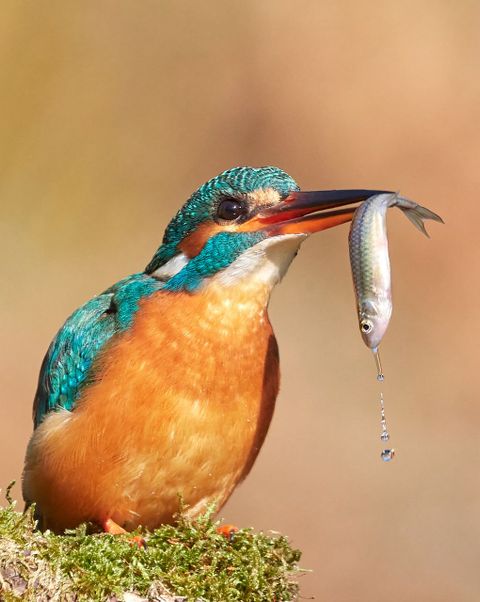 ijsvogel-met-gevangen-vis-vogelbescherming