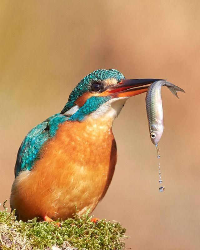 IJsvogel Met Gevangen Vis Vogelbescherming