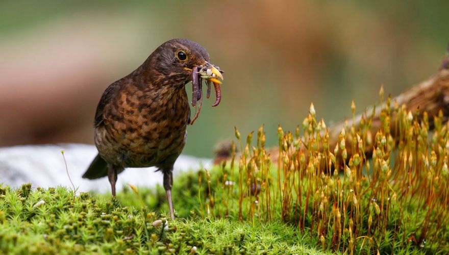 Merel / Shutterstock