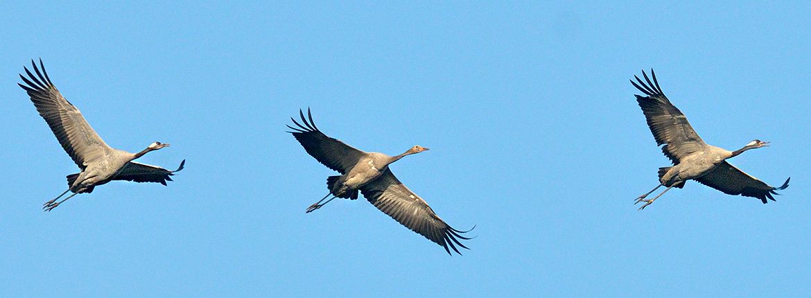 Kraanvogel / Jelle de Jong