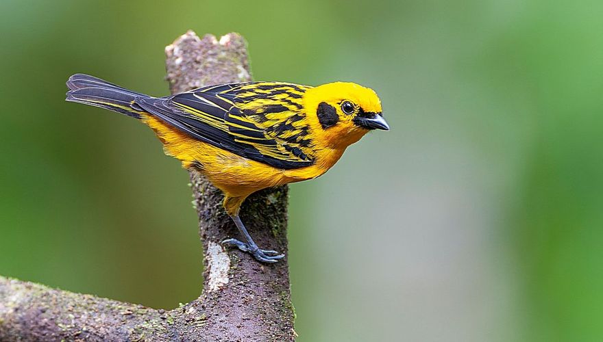 Golden Tanager / Marc Guyt, AGAMI